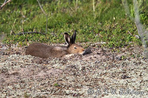 zając bielak, Lepus timidus