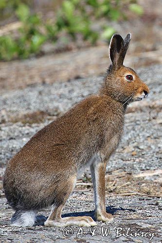 zając bielak, Lepus timidus