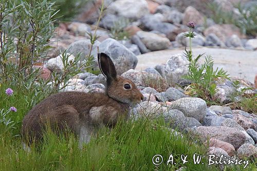zając bielak, Lepus timidus
