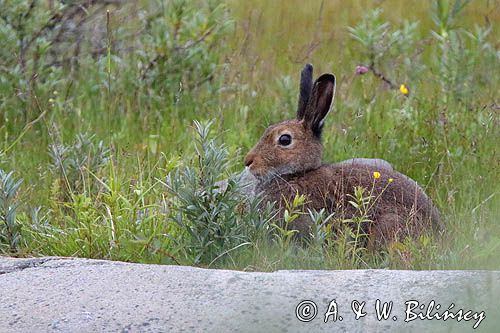 zając bielak, Lepus timidus