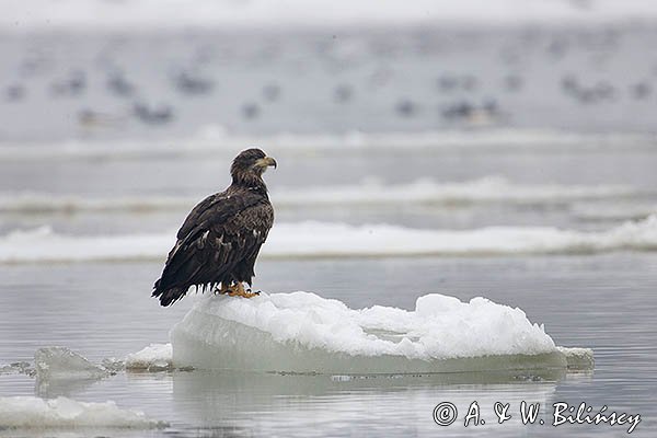 Bielik, Haliaetus albicilla