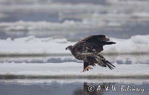 white-tailed sea eagle Haliaetus albicilla