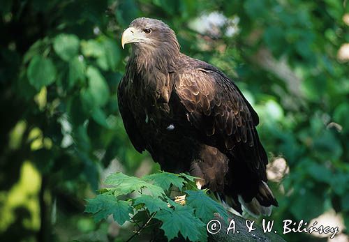 bielik Haliaeetus albicilla portret