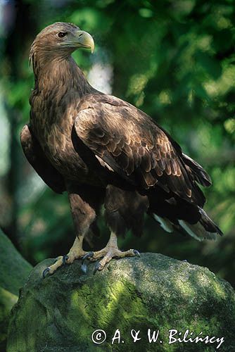 bielik Haliaeetus albicilla portret