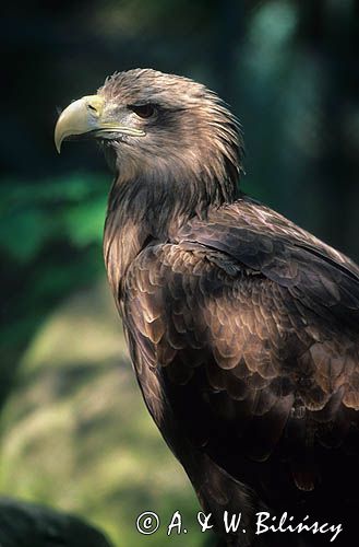 bielik Haliaeetus albicilla portret