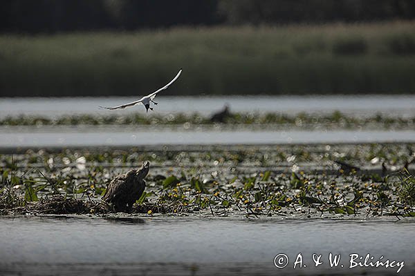Bieliki, Haliaetus albicilla i śmeszka, Larus ridibundus