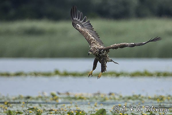 Bielik, Haliaetus albicilla, młodociany