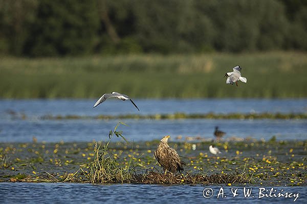 Bielik, Haliaetus albicilla i śmeszka, Larus ridibundus