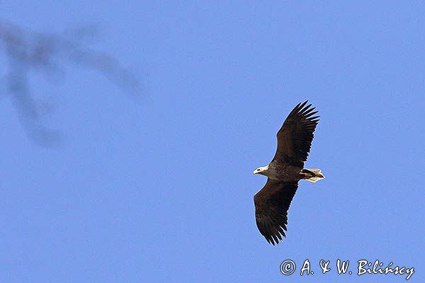 bielik Haliaetus albicilla