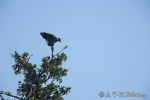 Bielik, Haliaetus albicilla