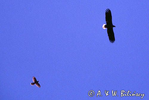 white-tailed sea eagle Haliaetus albicilla