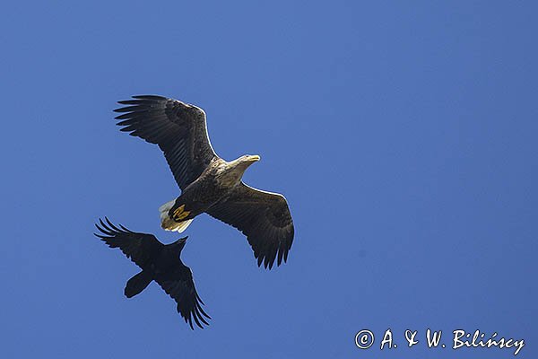 Bielik, Haliaetus albicilla i kruk, Corvus corax
