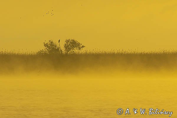 Bielik, Haliaetus albicilla, Ujście Nogatu, żuławy Wiślane