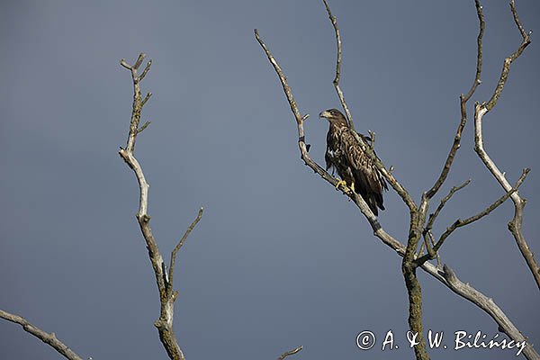 Bielik, Haliaetus albicilla