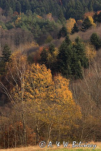 Bieszczady jesień Sokołowa Wola