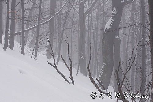 buczyna karpacka we mgle na soku Połoniny Caryńskiej, Bieszczady
