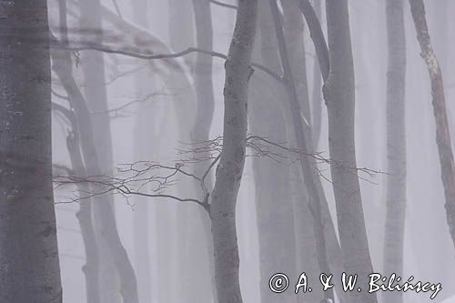 buczyna karpacka we mgle na soku Połoniny Caryńskiej, Bieszczady