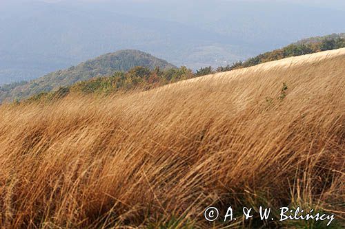 Na Bukowym Berdzie, Bieszczady