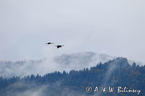 Żuraw zwyczajny, żuraw, żuraw popielaty, żuraw szary, Grus grus, lecące nad Bieszczadami
