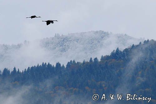 Żuraw zwyczajny, żuraw, żuraw popielaty, żuraw szary, Grus grus, lecące nad Bieszczadami