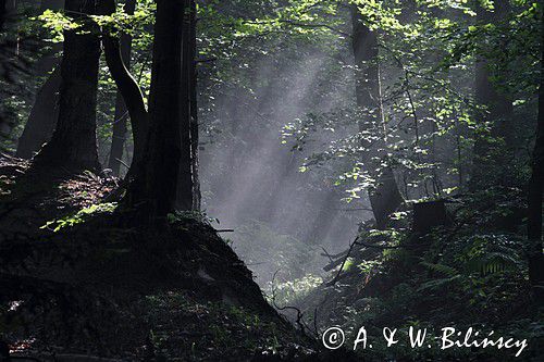 świt w lesie, Bieszczady