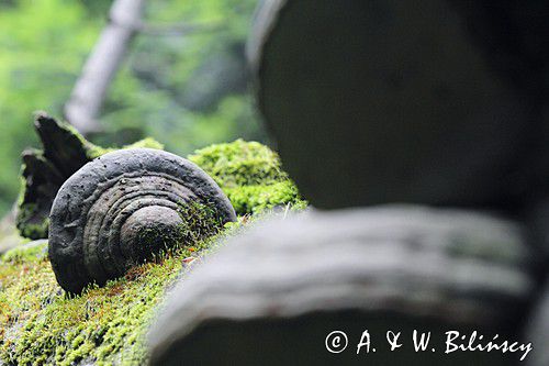 las, huby i zwalone pnie, Bieszczady