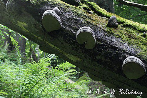 las, huby i zwalone pnie, Bieszczady