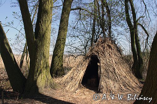 Biskupin muzeum archeologiczne gród
