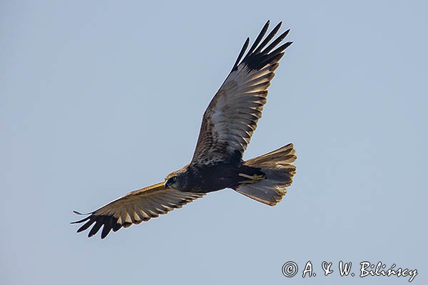 Błotniak stawowy, Circus aeruginosus, sylwetka