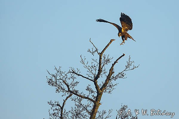 Błotniak stawowy, Circus aeruginosus, samica