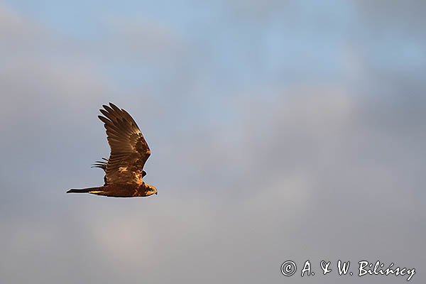 Błotniak stawowy, samica, Circus aeruginosus