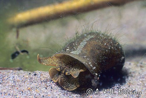 błotniarka uszata, ślimak, Lymnea auricularia, Radix auricularia