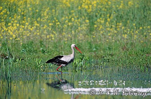 Bocian biały Ciconia ciconia)