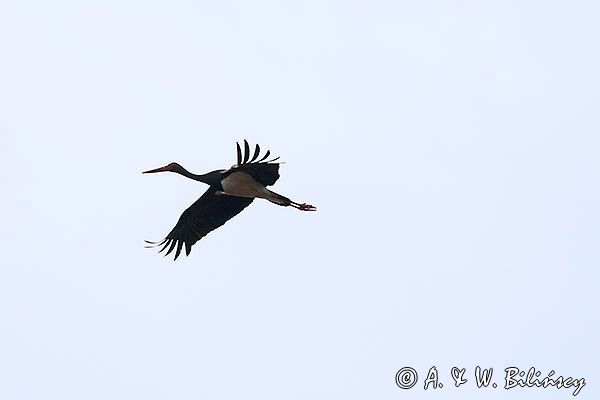 bocian czarny, Ciconia nigra, w locie
