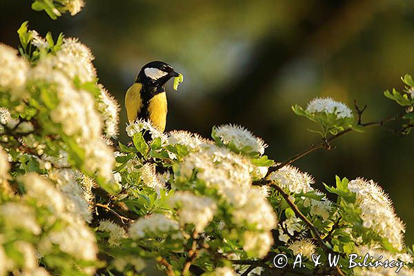 sikora bogatka Parus major z zieloną gasienicą w dziobie