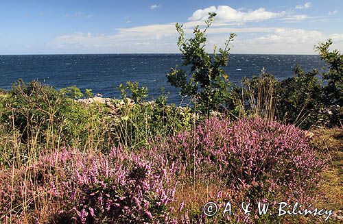 wybrzeże koło Gudhjem, Bornholm, Dania