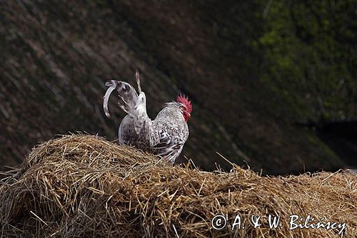skansen w Melsted, wyspa Bornholm, Dania