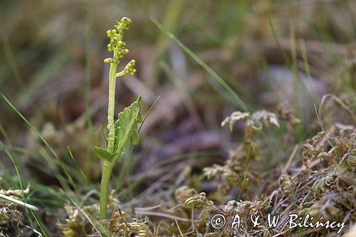 Botrychium boreale, Podejźrzon północny