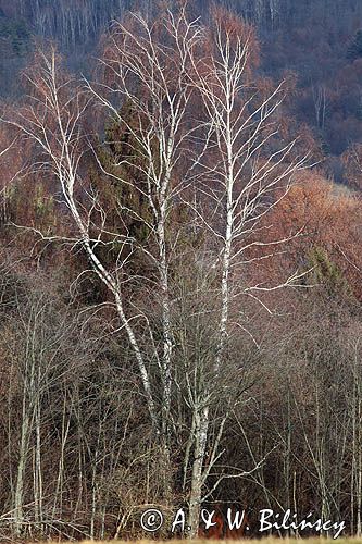 Brzozy, Betula