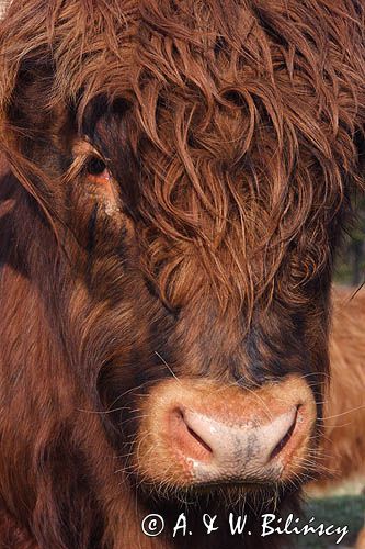 Bydło rasy Scottish Highland szkockie bydło górskie) , byk