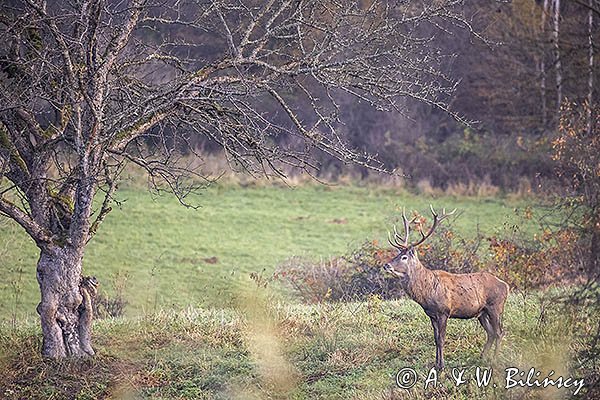  jeleń szlachetny, europejski, Cervus elaphus elaphus
jeleń karpacki, byk