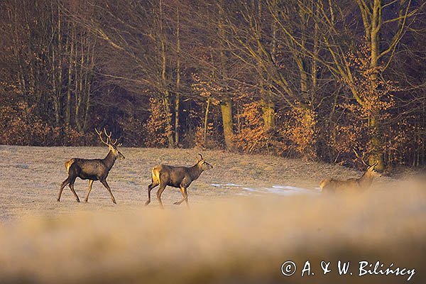 jeleń szlachetny, europejski, Cervus elaphus elaphus
jeleń karpacki, byki