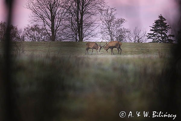  jeleń szlachetny, europejski, Cervus elaphus elaphus
jeleń karpacki, byki, potyczka