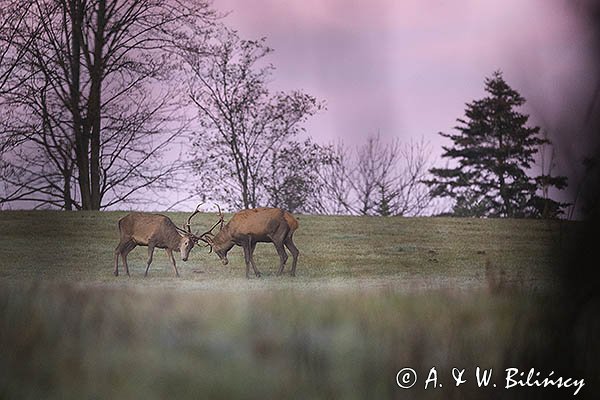 jeleń szlachetny, europejski, Cervus elaphus elaphus
jeleń karpacki, byki, potyczka