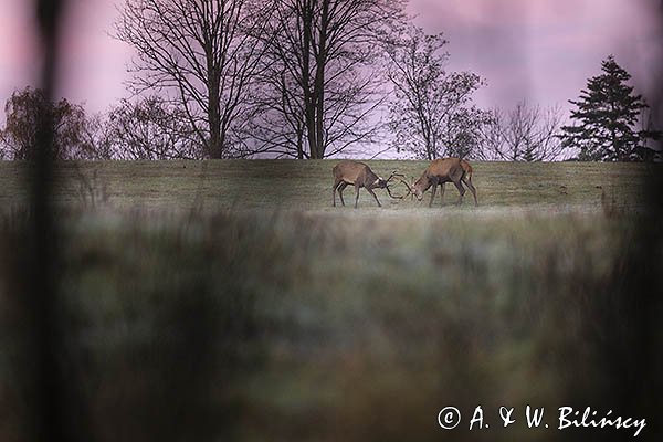 jeleń szlachetny, europejski, Cervus elaphus elaphus
jeleń karpacki, byki, potyczka