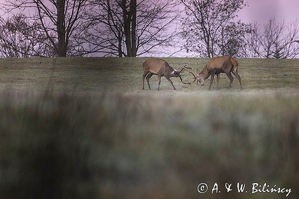 jeleń szlachetny, europejski, Cervus elaphus elaphus
jeleń karpacki, byki, potyczka