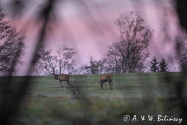 jeleń szlachetny, europejski, Cervus elaphus elaphus
jeleń karpacki, byki