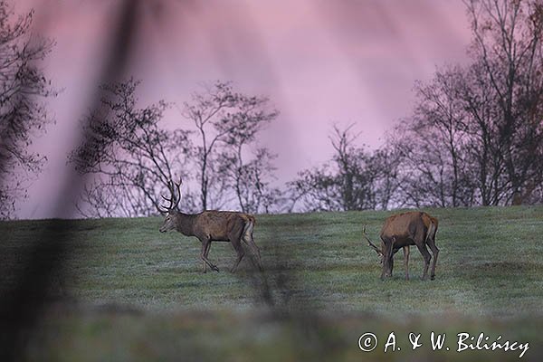 jeleń szlachetny, europejski, Cervus elaphus elaphus
jeleń karpacki, byki