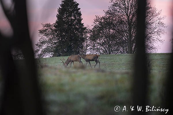 jeleń szlachetny, europejski, Cervus elaphus elaphus
jeleń karpacki, byki