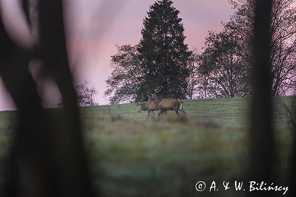jeleń szlachetny, europejski, Cervus elaphus elaphus
jeleń karpacki, byki
